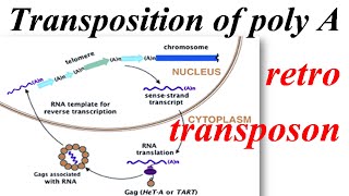 Transposition of a poly A retrotransposon [upl. by Alyel265]