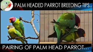 How to breed plum headed parrot Breeding tips PairingFoodSeason [upl. by Andie334]