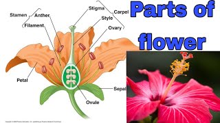 Parts of flower Androecium GynoeciumPetalsSepal [upl. by Airla94]