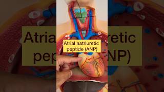 Atrial Natriuretic peptide function short viral viralvideos youtubeshorts draqilshah physiology [upl. by Ppik494]