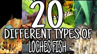 Types of Loach Fish [upl. by Zebulen]