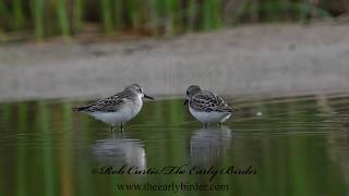 SEMIPALMATED SANDPIPER Calidris pusilla foraging [upl. by Emlen]