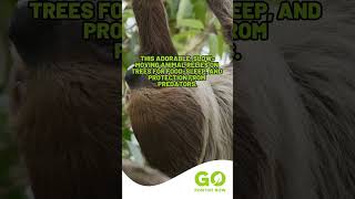 146 three toed sloth ThreeToedSloth LivesInTrees Conservation ProtectWildlife ClimateAction [upl. by Norean]