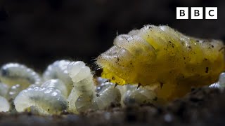 Carnivorous UNDERCOVER caterpillar 🐛😎  Wild Isles  BBC [upl. by Ardnohsed]