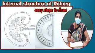 Internal structure of Kidney diagram  How to draw internal structure of Kidney  10th Biology [upl. by Kohler]