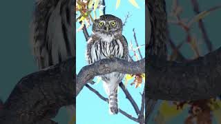 Northern Pygmy Owl Sounds Video Nature Sounds Birds [upl. by Naletak715]