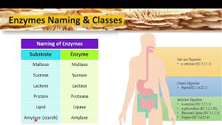 Enzyme Chemistry  Lecture 1 [upl. by Einnej]