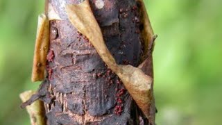 How to control PAPERY BARK 🍎cause🍎solution orchard managmet [upl. by Gnoht]