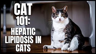 Cat 101 Hepatic Lipidosis in Cats [upl. by Aer]