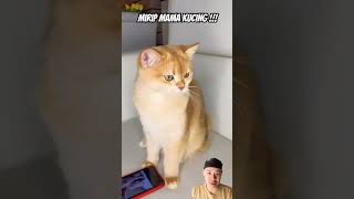 Ekor palsu cat funny cosplay cute funnycats cats facts catlover catvideos short [upl. by Nassah]