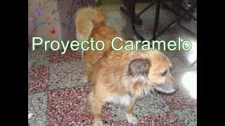 Cómo hacer una silla de ruedas para perros [upl. by Samul]