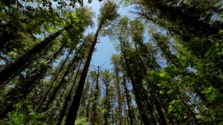 The Wind in the Trees  10 Hours of Natural White Noise [upl. by Abita689]