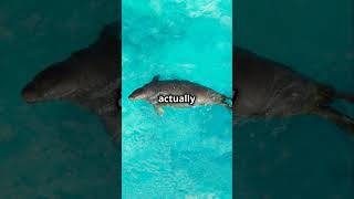 Seal Surprises Unbelievable Facts [upl. by Kcired]