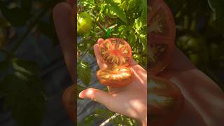 Harvesting and Slicing a Marmande Tomato  Fresh from the Garden tomato asmr slice satisfying [upl. by Aifas]