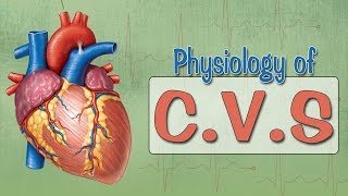 Easy Physiology  CVS  Cardiac Action Potential [upl. by Harbard512]