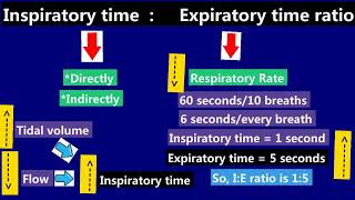 11 Expiratory Time Inspiratory Time IE ratio [upl. by Tengler]