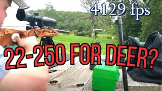 Is 22250 Remington good for whitetail deer [upl. by Ahtnamys289]