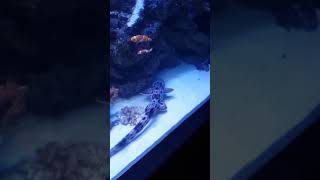 Epaulette shark in an aquarium [upl. by Iilek72]