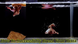 Betta Fish Breeding Step By Step  How To Breed Betta Fish [upl. by Acirea]