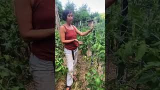 Trellising Tomatoes 2 styles same pruning methods [upl. by Zoubek]