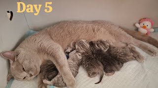 5th day after birth 💖 British kittens [upl. by Eeralav978]