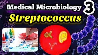 Streptococcus شرح بالعربي Morphology Classification and identification [upl. by Wendin]