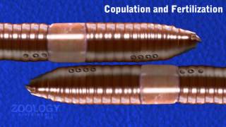 Earthworm copulation and fertilization [upl. by Allimrac]