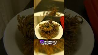 quotThe Resurrection Plant Selaginella lepidophylla shorts short facts plants wildlife [upl. by Zilef]