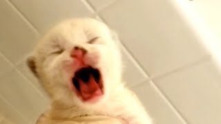 Newborn kitten yells because of constipation [upl. by Eiramesor]