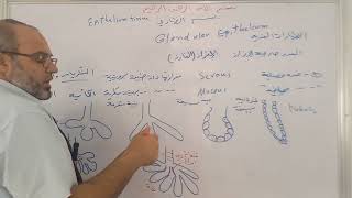 الظهارات الغدية Glandular Epithelium 2 [upl. by Chubb784]