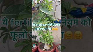 Ye fertiliser adenium ko phoolo se bhar dena jarur daale gardningtipsadeniumcare youtubeshort [upl. by Selym368]