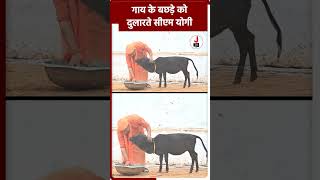 गाय के बछड़े को दुलारते सीएम योगी yogiadityanath cow cmyogi shorts [upl. by Enidan586]