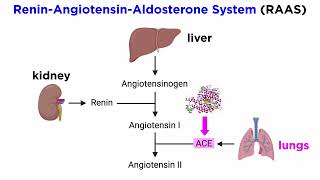 AngiotensinConverting Enzyme Inhibitors ACE Inhibitors [upl. by Ryon302]