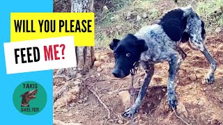 Rescuing a Starving Dog Chained on a Mountain  Takis Shelter [upl. by Fortunio]