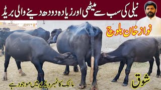 buffalo farming in Pakistan  nili buffalo  pure nili Buffalos breeding farm in satluj river [upl. by Onitram]