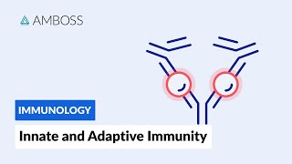 Innate and Adaptive Immunity Types of Immune Responses Full version [upl. by Soloman]