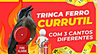 TRINCAFERRO CANTO CURRUCUTIL ESPORTIVO [upl. by Nanoc]