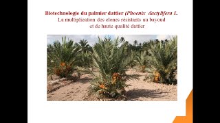 Biotechnologie du Palmier Dattier [upl. by Durstin]