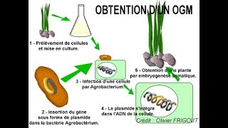 OGM Organismos geneticamente modificados [upl. by Ainavi]