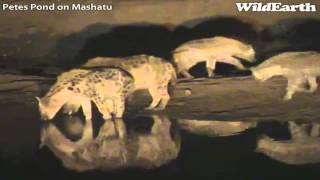 Hyena Clan Interactions at Petes Pond June 2425 2013 [upl. by Einapets]