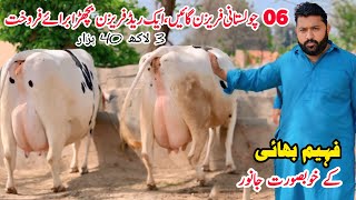 Taj Dairy Farm  Top Quality Cross Cow  Cholistani Friesian Cross Cow  Gaushala  Pk Janwar Mandi [upl. by Meerek578]