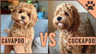 Cavapoo vs Cockapoo  Compare Two Poodle Mix Breeds [upl. by Kuebbing]