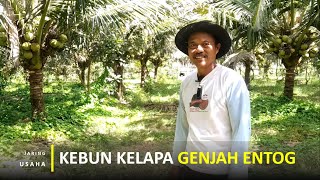 Kebun Kelapa Genjah Entog Hanya 3 Tahun Berbuah Lebat Dan Memiliki 2 Rasa Air Kelapa [upl. by Augusta]