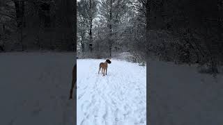 Hundefotografie  Tipps für dein Schneeshooting [upl. by Suollecram]