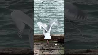 The unexpected drop  White rock pier  Canada [upl. by Macdonell457]