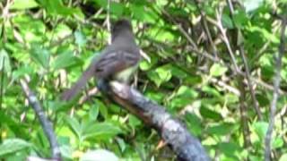 Great Crested Flycatcher Calls [upl. by Lux]