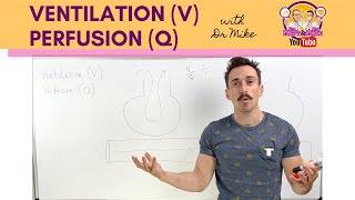 Ventilation V Perfusion Q Coupling [upl. by Jo-Ann]