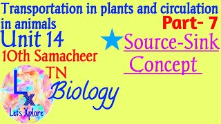 10th std Biologyunit 14 transportation in plantsPART7Phloem TransportSource and SinkSamacheer [upl. by Neeuq854]