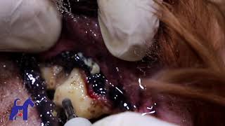 Extracción de premolar y limpieza dental en perros [upl. by Enitsej]