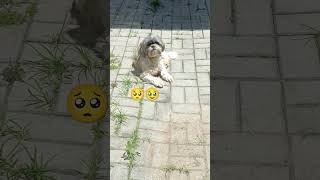 Cachorro tristepetsadotaretudodebomlovepetsshortsyoutube [upl. by Reinke]